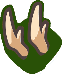 horn-plant.png