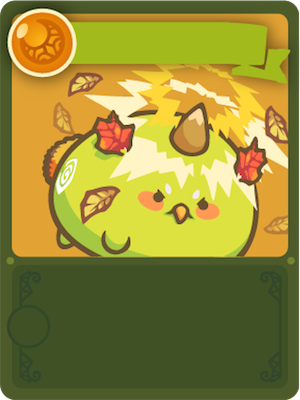 beech
